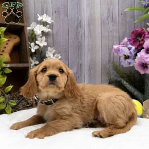 Spencer, Miniature Golden Retriever Puppy